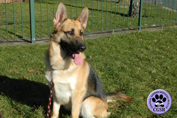 Cane - Central German Shepherd Rescue