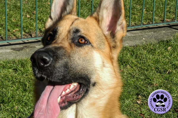 Cane - Central German Shepherd Rescue
