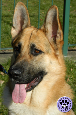 Buster - successfully renited by Central German Shepherd Rescue
