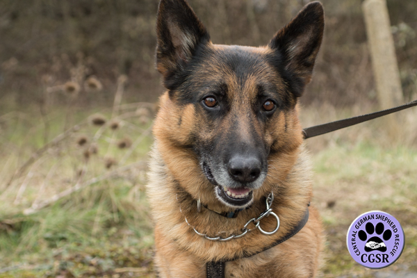 Cane - Central German Shepherd Rescue
