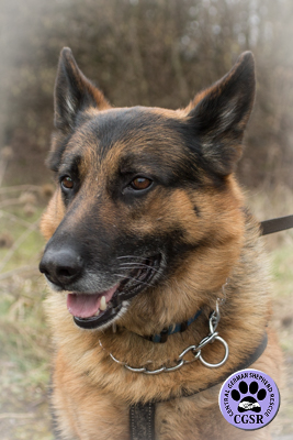 Cane - Central German Shepherd Rescue