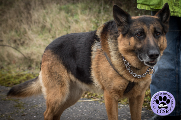 Cane - Central German Shepherd Rescue