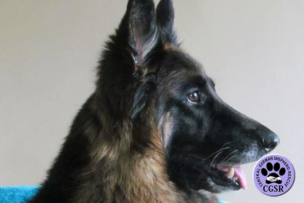 Coco - Central German Shepherd Rescue