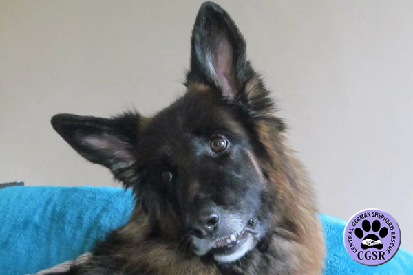 Coco - Central German Shepherd Rescue