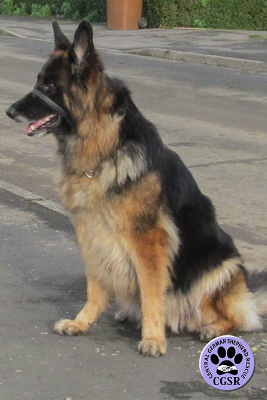 Coco - Central German Shepherd Rescue