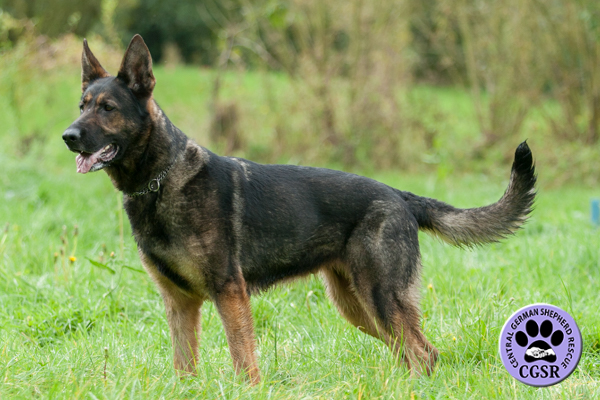 Delta - Central German Shepherd Rescue