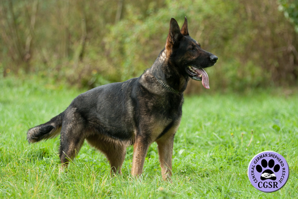 Delta - Central German Shepherd Rescue