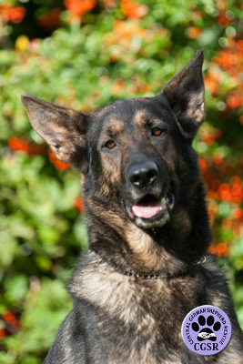 Delta - Central German Shepherd Rescue