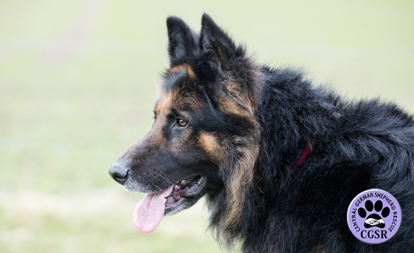 Dexter - Central German Shepherd Rescue