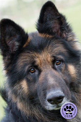 Dexter - Central German Shepherd Rescue