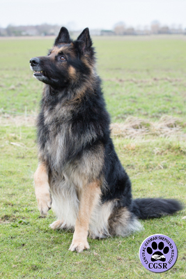 Dexter - Central German Shepherd Rescue