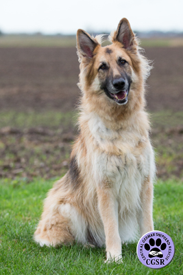 Gunner - Central German Shepherd Rescue