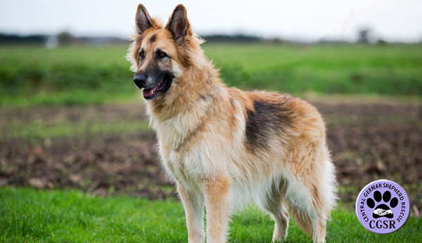Gunner - Central German Shepherd Rescue