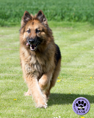 Jack - Central German Shepherd Rescue