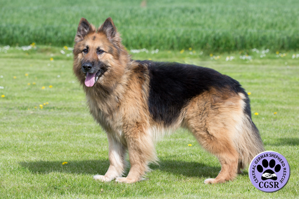 Jack - Central German Shepherd Rescue