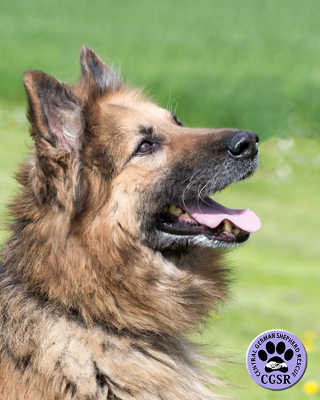 Jack - Central German Shepherd Rescue