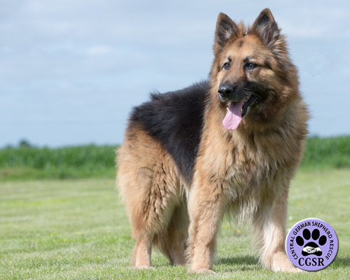 Jack - Central German Shepherd Rescue