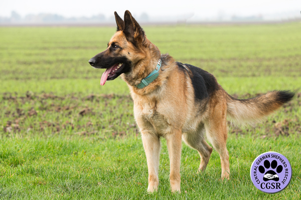 Jess - Central German Shepherd Rescue