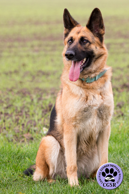 Jess - successfully adopted from Central German Shepherd Rescue