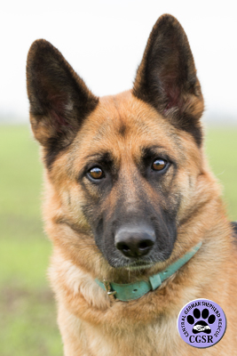 Jess - Central German Shepherd Rescue