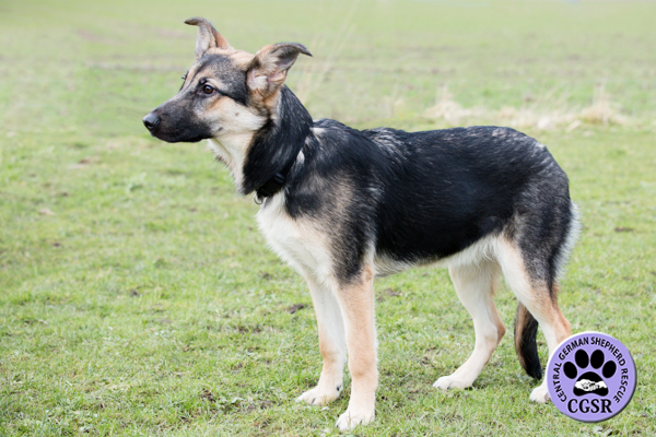 Jodie - Central German Shepherd Rescue