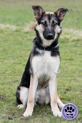 Jodie - Central German Shepherd Rescue