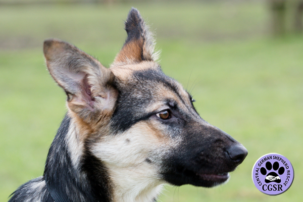 Jodie - Central German Shepherd Rescue