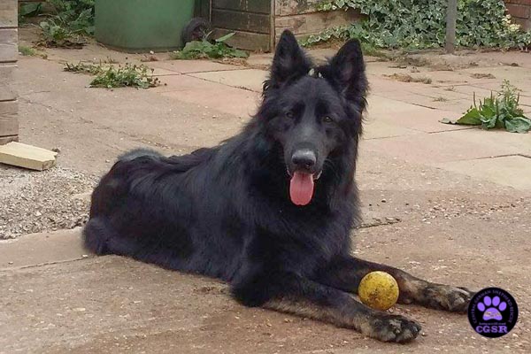 Khan - patiently waiting for his adoption through Central German Shepherd Rescue