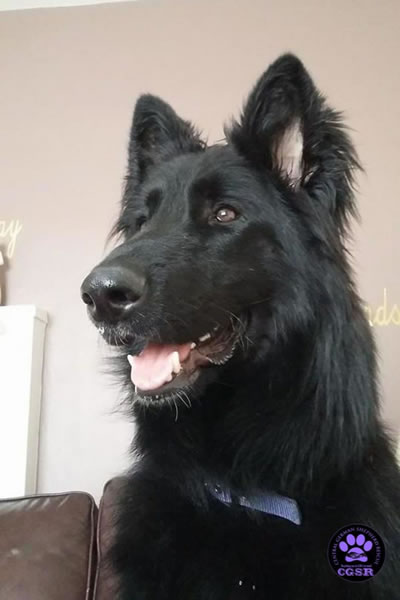 Khan - patiently waiting for his adoption through Central German Shepherd Rescue