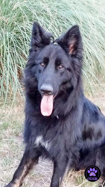 Khan - patiently waiting for his adoption through Central German Shepherd Rescue