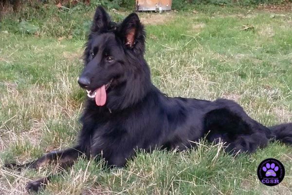 Khan - patiently waiting for his adoption through Central German Shepherd Rescue