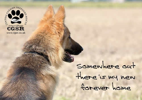 Kiera - Rehomed by Central German Shepherd Rescue - CGSR