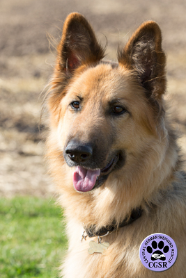 Kiera - Rehomed by Central German Shepherd Rescue - CGSR