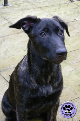 Luna - Adopted From Central German Shepherd Rescue - CGSR