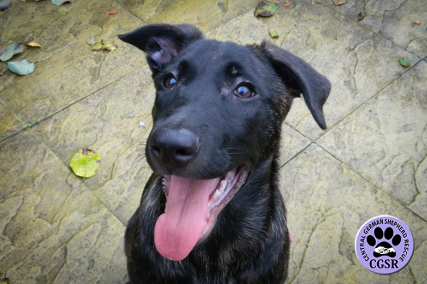 Luna - Adopted From Central German Shepherd Rescue - CGSR