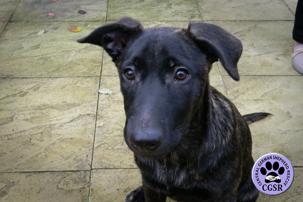 Luna - Adopted From Central German Shepherd Rescue - CGSR