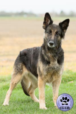 Maisie - currently looking for adoption with Central German Shepherd Rescue = www.centralgermanshepherdrescue.com/ - cgsr.co.uk