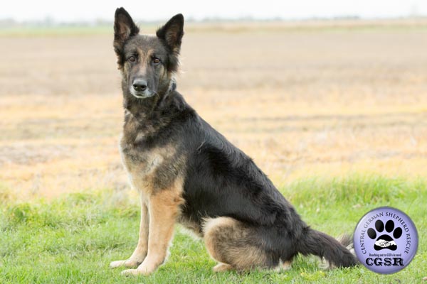 Maisie - currently looking for adoption with Central German Shepherd Rescue = www.centralgermanshepherdrescue.com/ - cgsr.co.uk