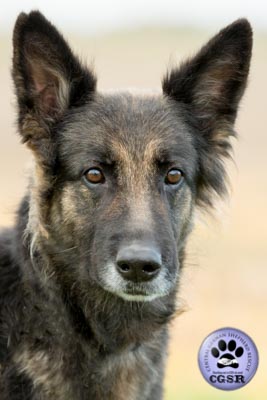 Maisie - successfully renited by Central German Shepherd Rescue