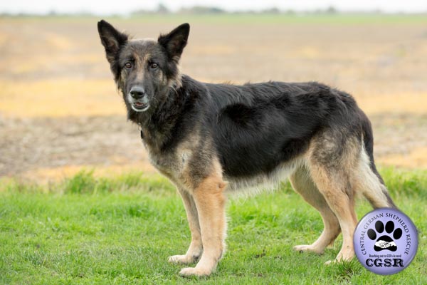 Maisie - currently looking for adoption with Central German Shepherd Rescue = www.centralgermanshepherdrescue.com/ - cgsr.co.uk