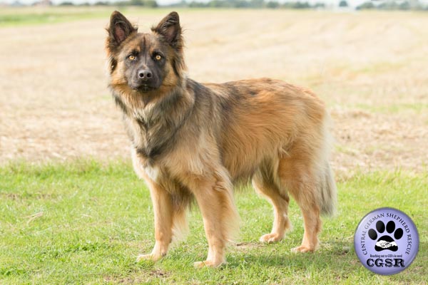 Central German Shepherd Rescue intriduces Marley, a young german shepherd cross. Absolutely stunning eyes, microchipped, suitable for a home with dog savvy children.