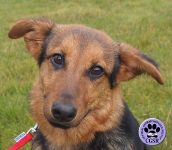 Mia - Central German Shepherd Rescue