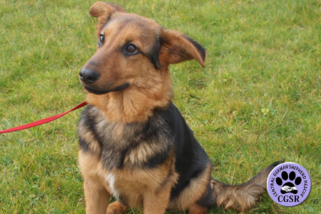 Mia - Central German Shepherd Rescue