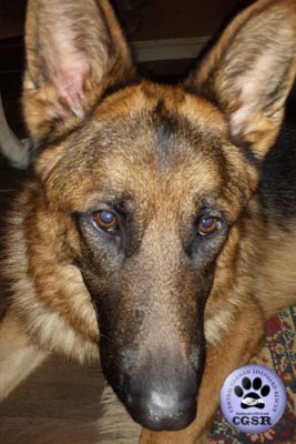 Rex - this lovely dog never made it to the Central German Shepherd Rescue website as he had a homecheck done ready for his arrival = www.centralgermanshepherdrescue.com/ - cgsr.co.uk