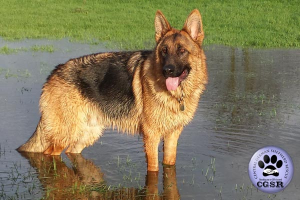 Rex - this lovely dog never made it to the Central German Shepherd Rescue website as he had a homecheck done ready for his arrival = www.centralgermanshepherdrescue.com/ - cgsr.co.uk