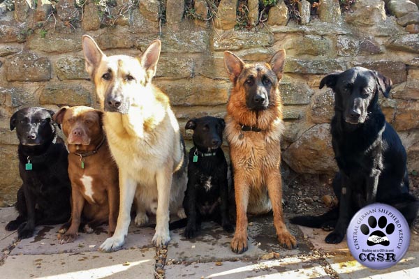 Rex - this lovely dog never made it to the Central German Shepherd Rescue website as he had a homecheck done ready for his arrival = www.centralgermanshepherdrescue.com/ - cgsr.co.uk