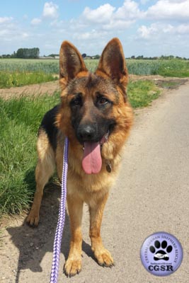 Suzie - successfully renited by Central German Shepherd Rescue