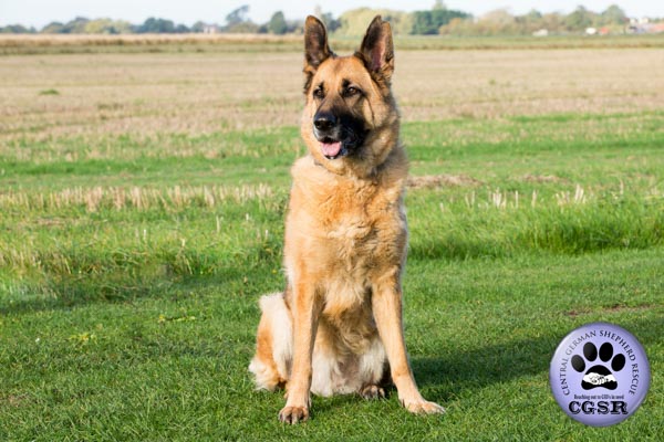 Saskia - currently looking for adoption with Central German Shepherd Rescue = www.centralgermanshepherdrescue.com/ - cgsr.co.uk