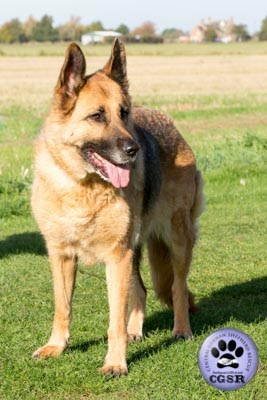 Saskia - currently looking for adoption with Central German Shepherd Rescue = www.centralgermanshepherdrescue.com/ - cgsr.co.uk