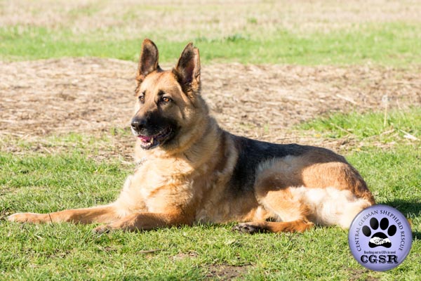 Saskia - currently looking for adoption with Central German Shepherd Rescue = www.centralgermanshepherdrescue.com/ - cgsr.co.uk